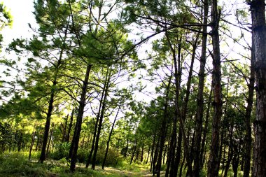 Çam ormanı Phu Rua dağ, Phu Rua, Loei, Th doğası