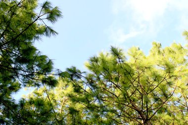 Çam ormanı Phu Rua dağ, Phu Rua, Loei, Th doğası