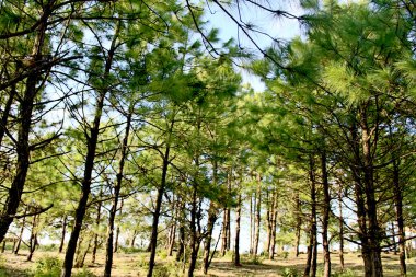 Çam ormanı Phu Rua dağ, Phu Rua, Loei, Th doğası