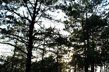 Çam ormanı Phu Rua dağ, Phu Rua, Loei, Th doğası