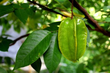 star apple ve yıldız meyve meyve gıda