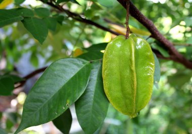star apple ve yıldız meyve meyve gıda