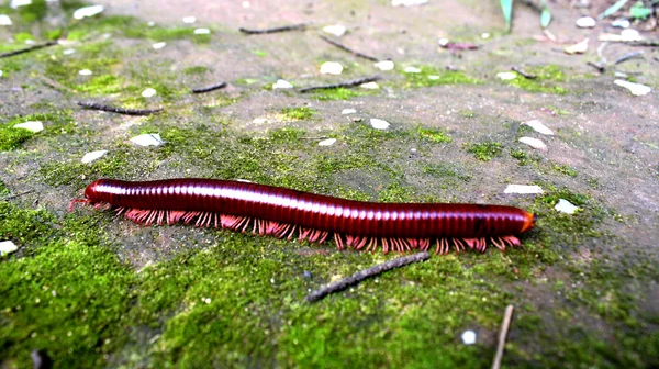 Close up of the millipede — Stock Photo, Image