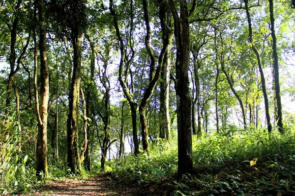 Aard van phu rua berg, phu rua, loei, thailand — Stockfoto