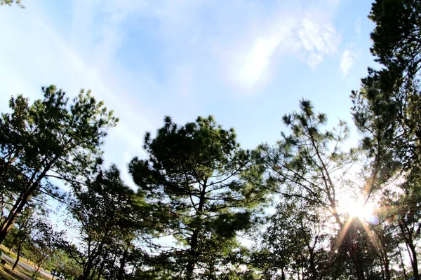 Natura della montagna Phu Rua, Phu Rua, Loei,, Thailandia — Foto Stock