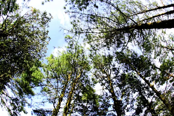 Naturaleza del bosque de pinos en la montaña Phu Rua, Phu Rua, Loei,, Th — Foto de Stock