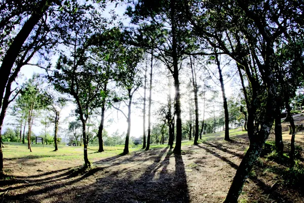 Typ av phu rua berg, phu rua, loei, thailand — Stockfoto