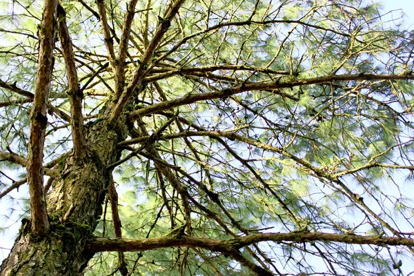 Природа соснового леса в горе Фу Руа, Фу Руа, Лоэй,, Чт — стоковое фото