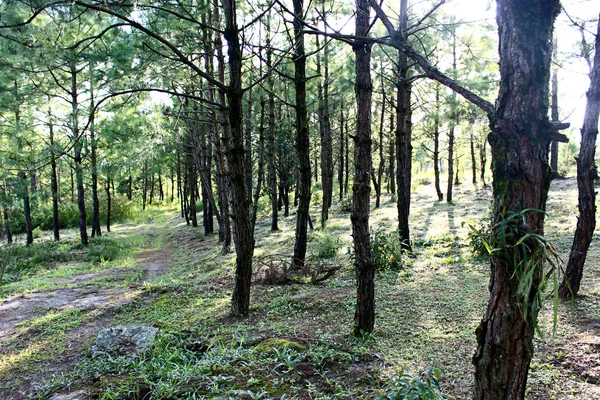 Natureza da floresta de pinheiros em Phu Rua montanha, Phu Rua, Loei,, Th — Fotografia de Stock