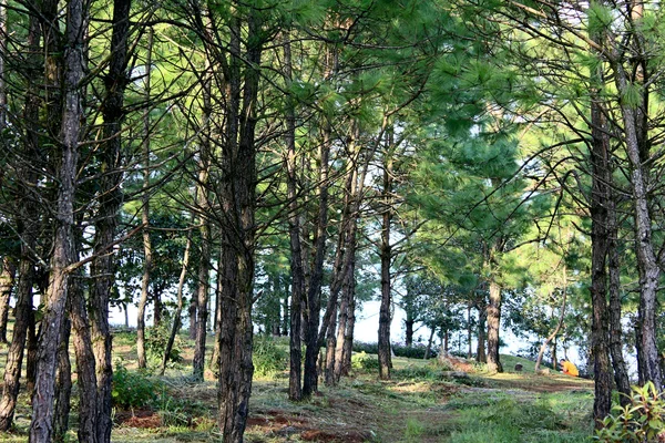 Naturaleza del bosque de pinos en la montaña Phu Rua, Phu Rua, Loei,, Th —  Fotos de Stock