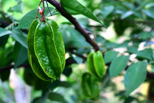 Fruto de manzana verde estrella en árbol —  Fotos de Stock