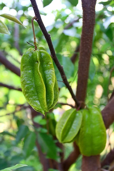 Fruta de maçã estrela verde na árvore — Fotografia de Stock