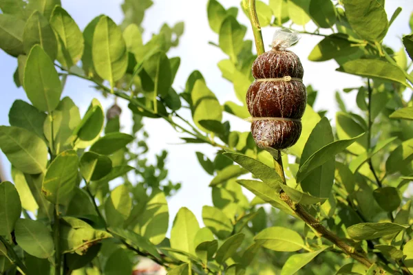 Enxerto de árvore técnica agrícola em ramo de árvore de cal — Fotografia de Stock