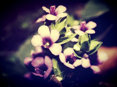 Doğada güzel çiçek düzenleme tarafından filtre görüntüleri