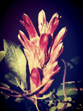 Doğada güzel çiçek düzenleme tarafından filtre görüntüleri