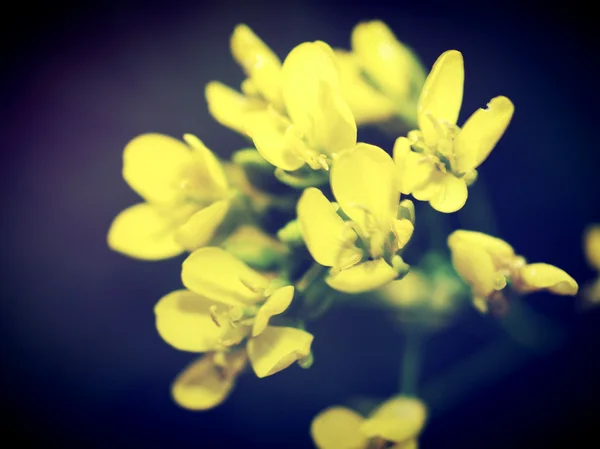 Mooie bloem in de natuur door filter beelden bewerken — Stockfoto