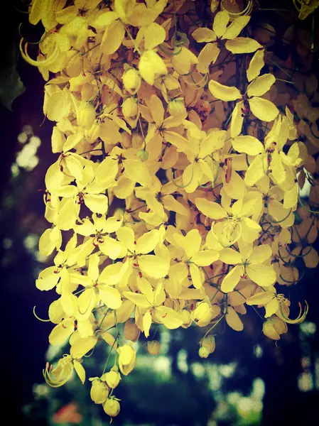 Bela flor na natureza editar por imagens de filtro — Fotografia de Stock