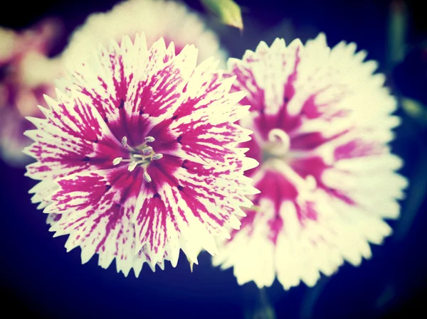 Mooie bloem in de natuur door filter beelden bewerken — Stockfoto