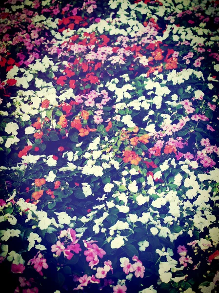 自然で美しい花を画像で編集します。 — ストック写真