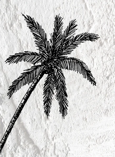 Illustrations silhouette of  palm trees  with leaves  on wall te — Stock Photo, Image