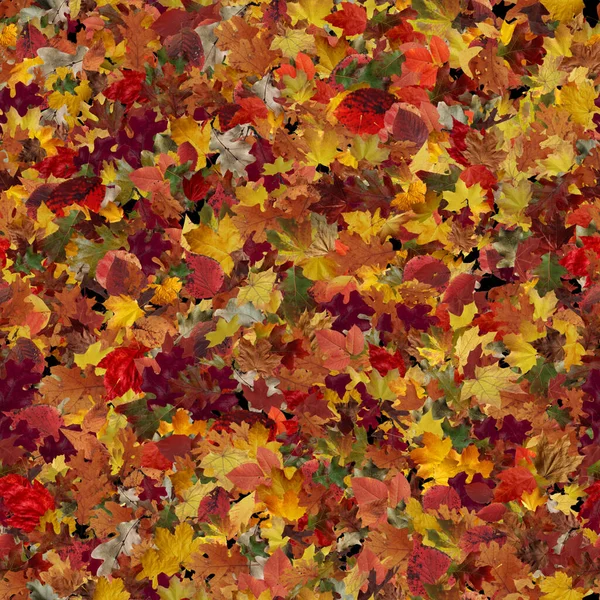 Seamless Autumn Leaves Texture Black Background — Stockfoto