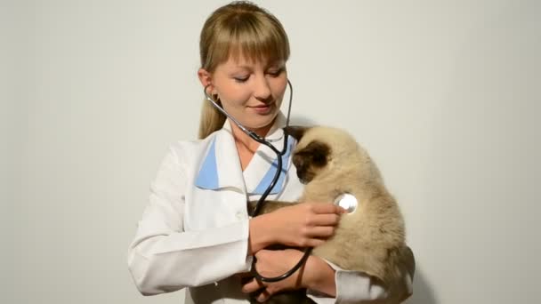 Veterinary doctor — Stock Video