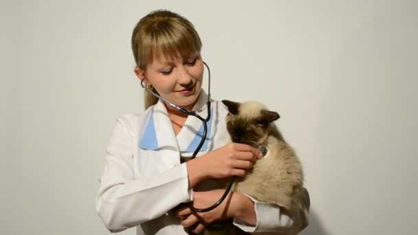 Veterinary doctor — Stock Video