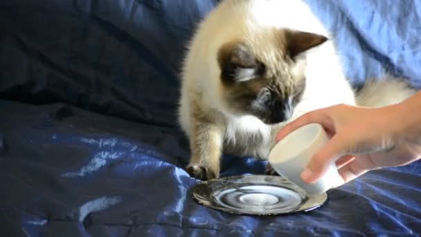 Сіамський кіт п'є молоко з блюдця — стокове відео