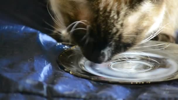Siamese katt konsumtionsmjölk från ett tefat — Stockvideo