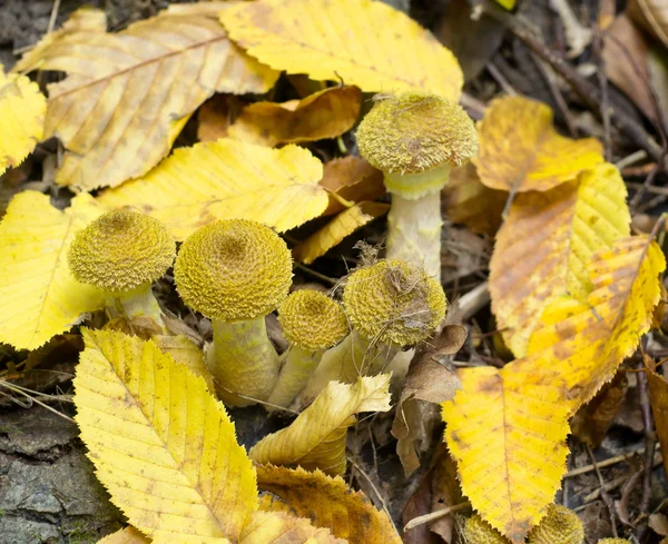 Mushrooms — Stock Photo, Image