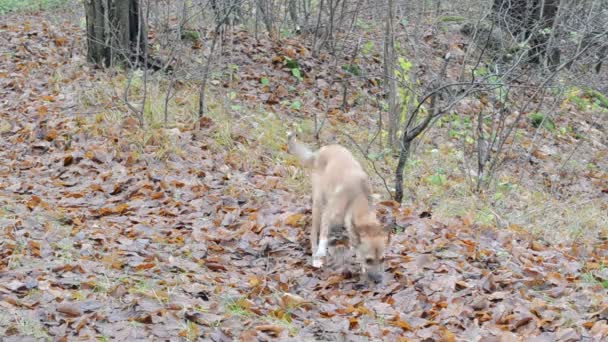 Perro olfateando el suelo — Vídeos de Stock