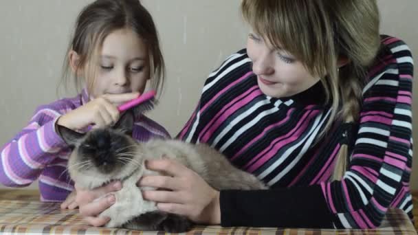 Mãe e filha penteado seu gato — Vídeo de Stock