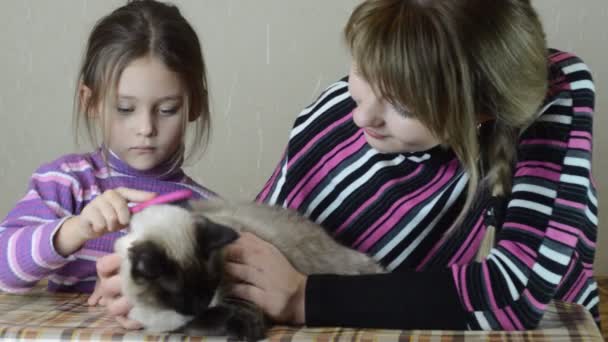 Mor och dotter kammade hennes katt — Stockvideo