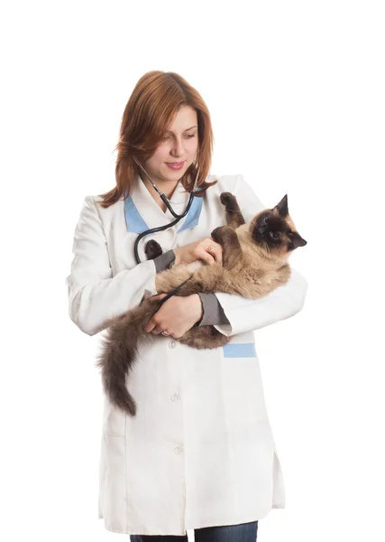 Pretty girl and Siamese cat — Stock Photo, Image