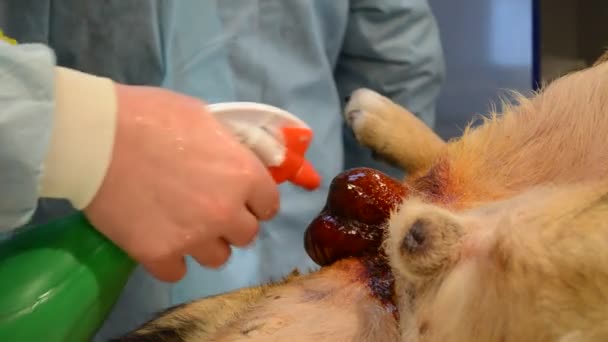 Preparation for an operation, castration dogs, preparing the operative field — Stock Video
