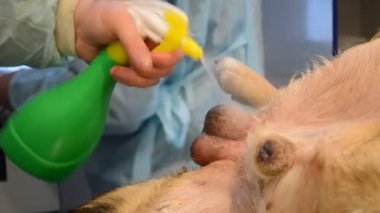 hazırlama işlemi, kastrasyon köpekler, operatif alanı hazırlamak için