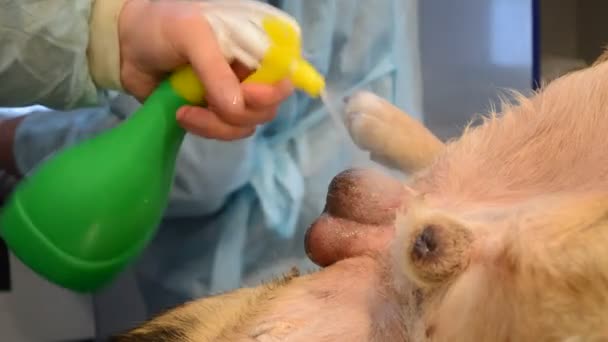 Préparation à une opération, castration des chiens, préparation du champ opératoire — Video