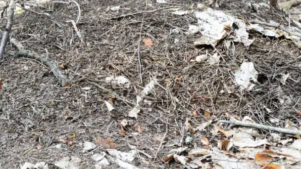 nombreuses fourmis qui courent autour de la fourmilière 