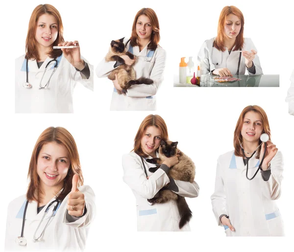 Állat-egészségügyi orvos — Stock Fotó