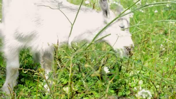 Fluffy goat eating grass in a meadow — Stock Video