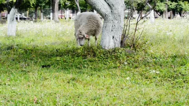 Flauschige Ziege frisst Gras auf einer Wiese — Stockvideo