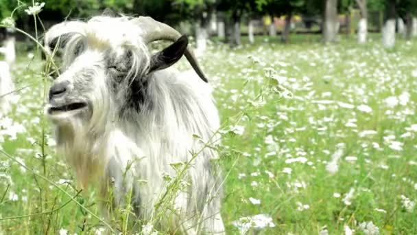 Flauschige Ziege frisst Gras auf einer Wiese — Stockvideo