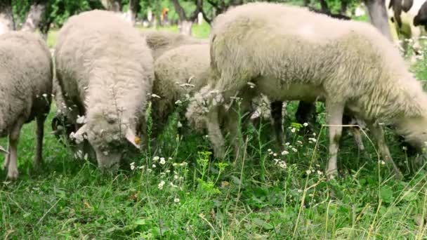 Herd is grazing in the meadow — Stock Video