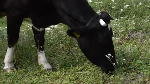 Cow eating grass — Stock Video