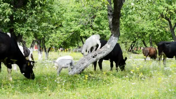 nadýchané koza jíst trávu na louce