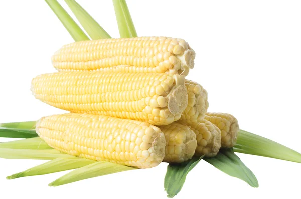 Yellow corn — Stock Photo, Image