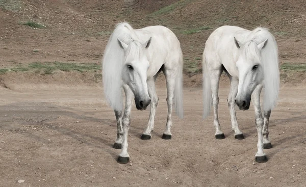 Biały koń z pięknym grzywa — Zdjęcie stockowe