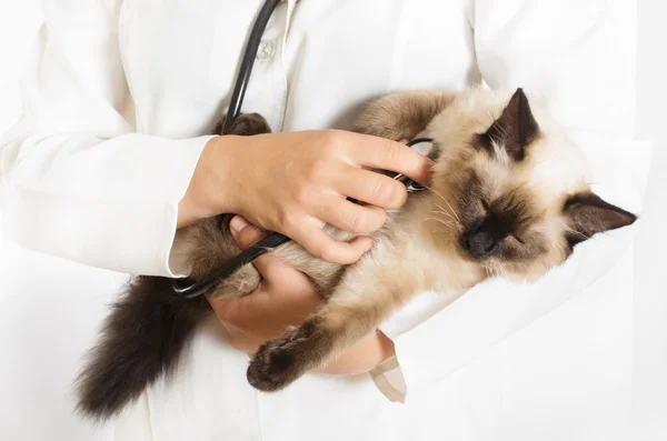 Chaton et stéthoscope — Photo