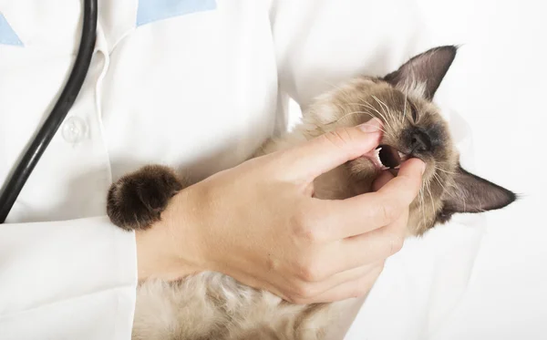 Ветеринар проверяет зубы котенка — стоковое фото