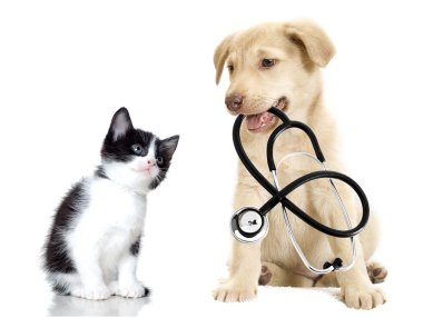 köpek ve kedi
